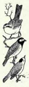681c Pacific Yellow Throat Geothlypis Trichas Ariz 1388