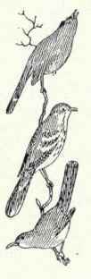 704 Catbird Dumetella Carolinensis 1422