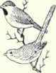 727d San Lucas Nuthatch Sitta Carolinensis Lagunae 1468