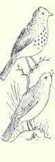 759a Audubon s Hermit Thrush Hylocichla Guttata Au 1526
