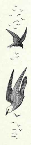 77 Black Tern Hydrochelidon Nigra Surinamensis 145
