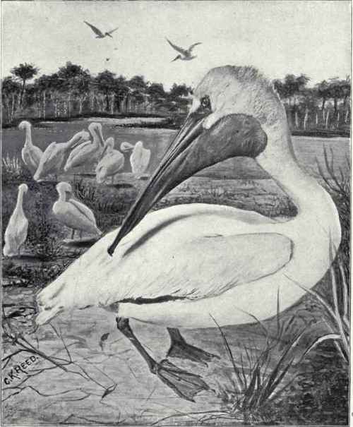 AMERICAN WHITE PELICAN