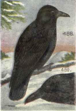 American Crow American Raven