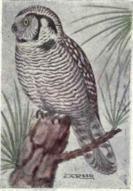 American Hawk Owl