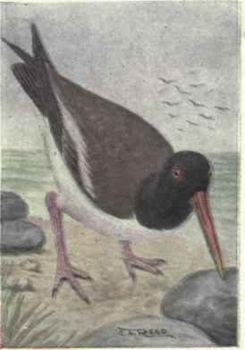 American Oyster catcher.