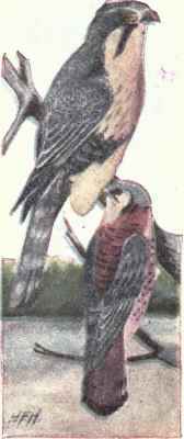 Aplomado Falcon