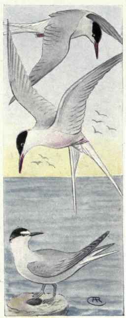 Arctic Tern. Roseate Tern Aleutian Tern