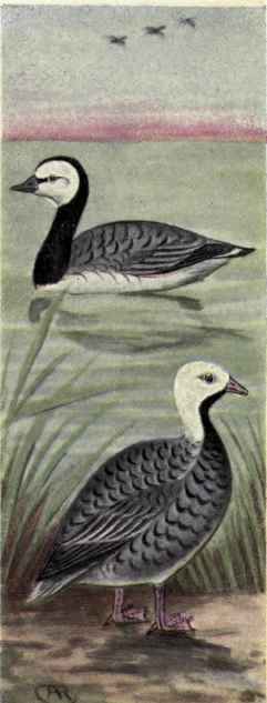 Barnacle Goose Emperor Goose