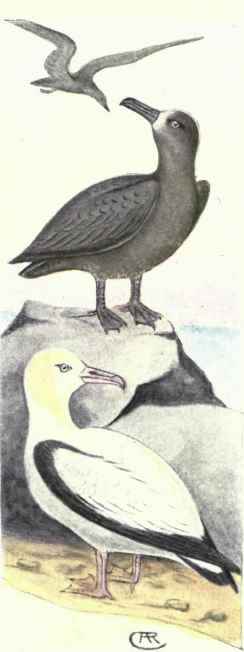Black footed Albatross. Short tailed Albatross