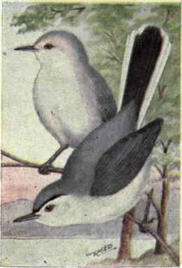 Blue gray Gnatcatcher