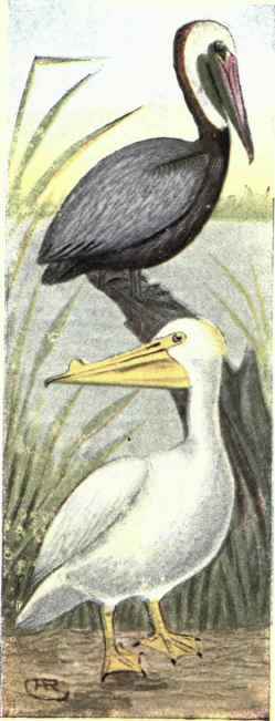Brown Pelican. White Pelican