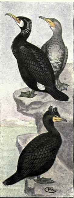 Cormorant Double crested Cormorant.