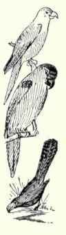 Cuckoos Trogans Kingfishers Etc Order XIV Cuckoos  739
