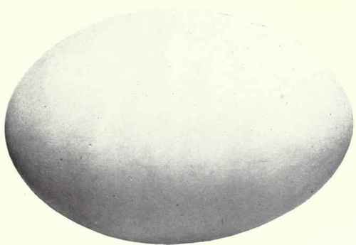 EGG OF SOOTY ALBATROSS   White