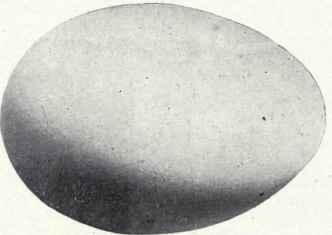 Egg of Audubon's Shearwater   White