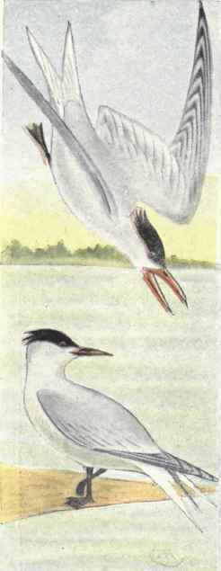 Elegant Tern. Cabot's Tern