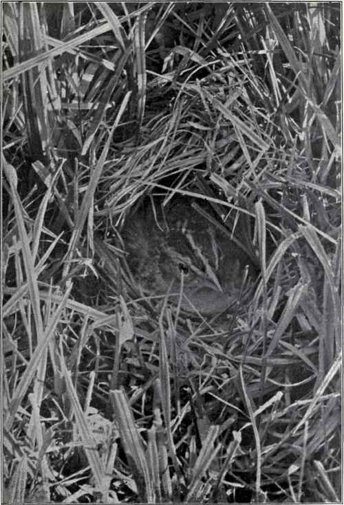 GRASSHOPPER SPARROW ON NEST C. A. Reed