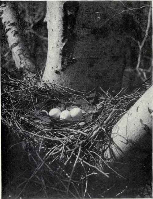 Geo. L. Fordyce NEST AND EGGS OF Cooper's HAWK