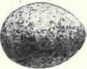 Grayish white