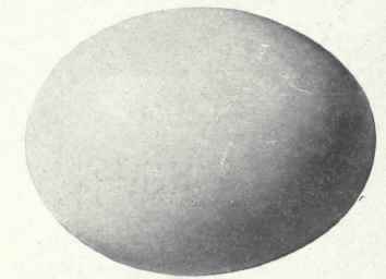 Grayish white
