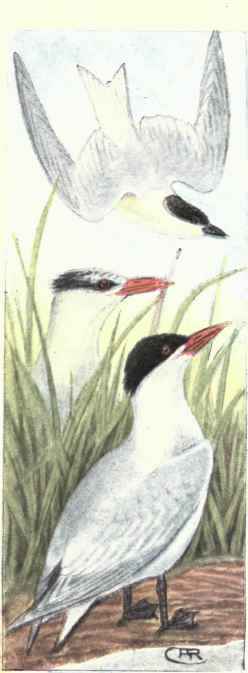 Gull billed Tern. Caspian Tern. Royal Tern