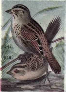 Henslow's Sparrow. Leconte's Sparrow