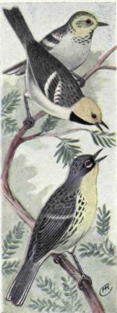 Hermit Warblers. Kirtland's Warblers