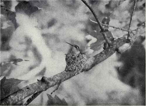 J. H. Miller FEMALE RUBY THROATED HUMMINGBIRD ON NEST