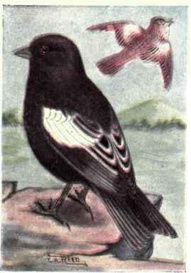 Lark Bunting