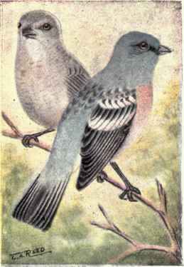 Lazuli Bunting