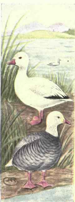 Lesser Snow Goose Blue Goose
