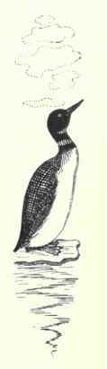 Loons Family Gaviidae 24