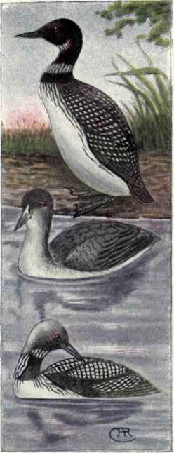 Loons Family Gaviidae 25