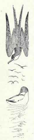Man O War Birds Family Fregatidae 128 Man O War Bi 231