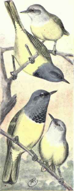 Mourning Warblers Macgillivray Warblers