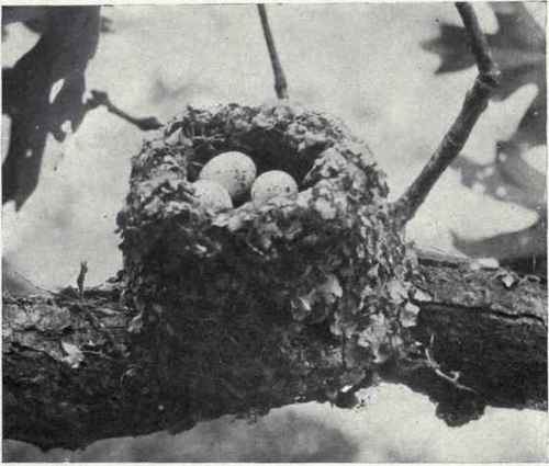 NEST AND EGGS OF BLUE GRAY GNATCATCHER