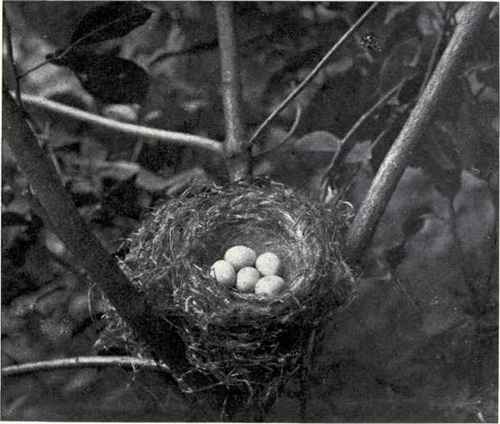 NEST AND EGGS OF GOLDFINCH