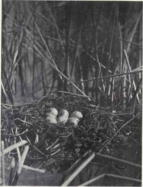 NEST AND EGGS OF HORNED GREBE Saltcoats Marshes, Assinibola, June 6, 1901