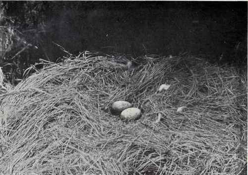 NEST AND EGGS OF LITTLE BROWN CRANE