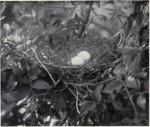 NEST AND EGGS OF MOURNING DOVE