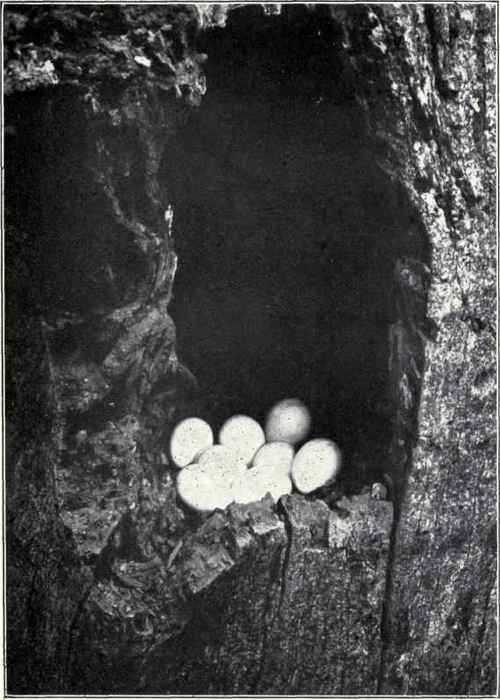 NEST AND EGGS OF NORTHERN FLICKER