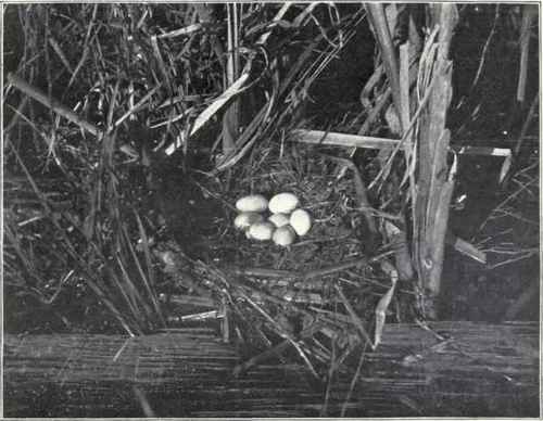 NEST AND EGGS OF PIED BILLED GREBE