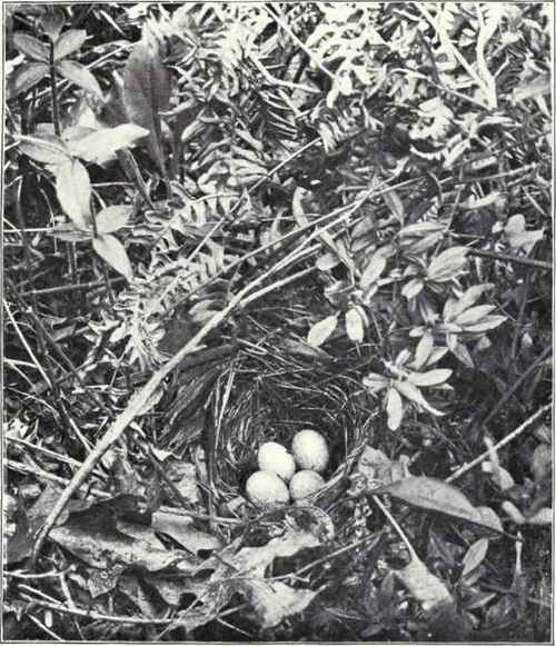 NEST AND EGGS OF TOWHEE