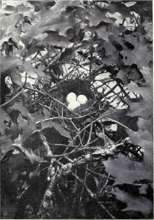 Nest and eggs of yellow billed cuckoo