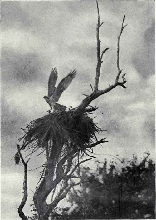 OSPREY LEAVING NEST C. A. Reed