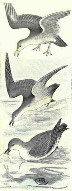 Pink footed Shearwater Black vented Shearwater. Townseno's Shearwater