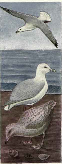 Red legged Kittiwake. Glaucous Gull