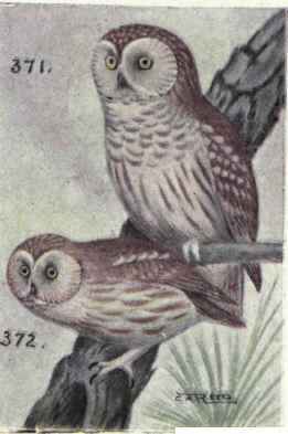 Richardson's Owl