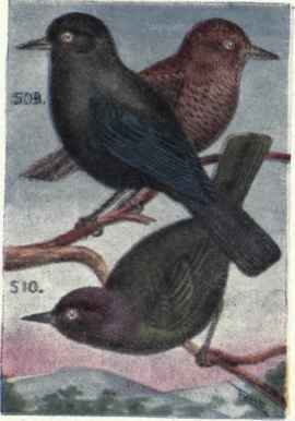 Rusty Blackbird. Brewster's Blackbird