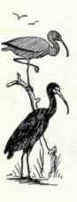 Storks And Wood Ibises Family Ciconiidae 188 Wood  332